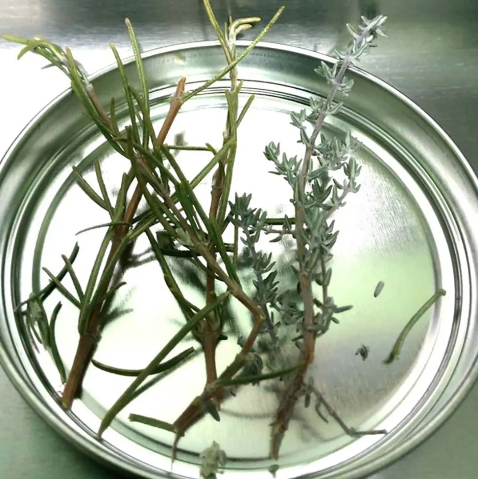Aceite ecológico de oliva virgen extra Condimentado con romero y tomillo
