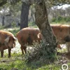 Outlet Ibéricos a Domicilio Gourmet Jamón de Bellota 100% Ibérico Manchado de jabugo - Pieza de 7 a 8 K