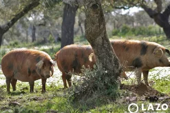 Outlet Ibéricos a Domicilio Gourmet Jamón de Bellota 100% Ibérico Manchado de jabugo - Pieza de 7 a 8 K