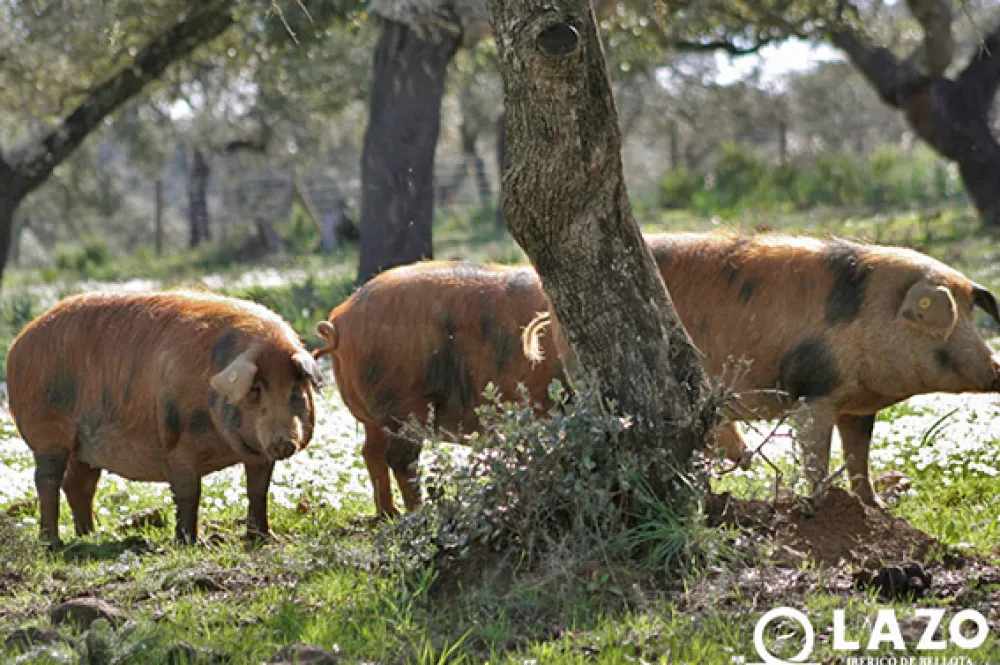 Outlet Ibéricos a Domicilio Gourmet Jamón de Bellota 100% Ibérico Manchado de jabugo - Pieza de 7 a 8 K