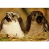 Online Diset Puzzle 150 piezas Photo animales Conejo