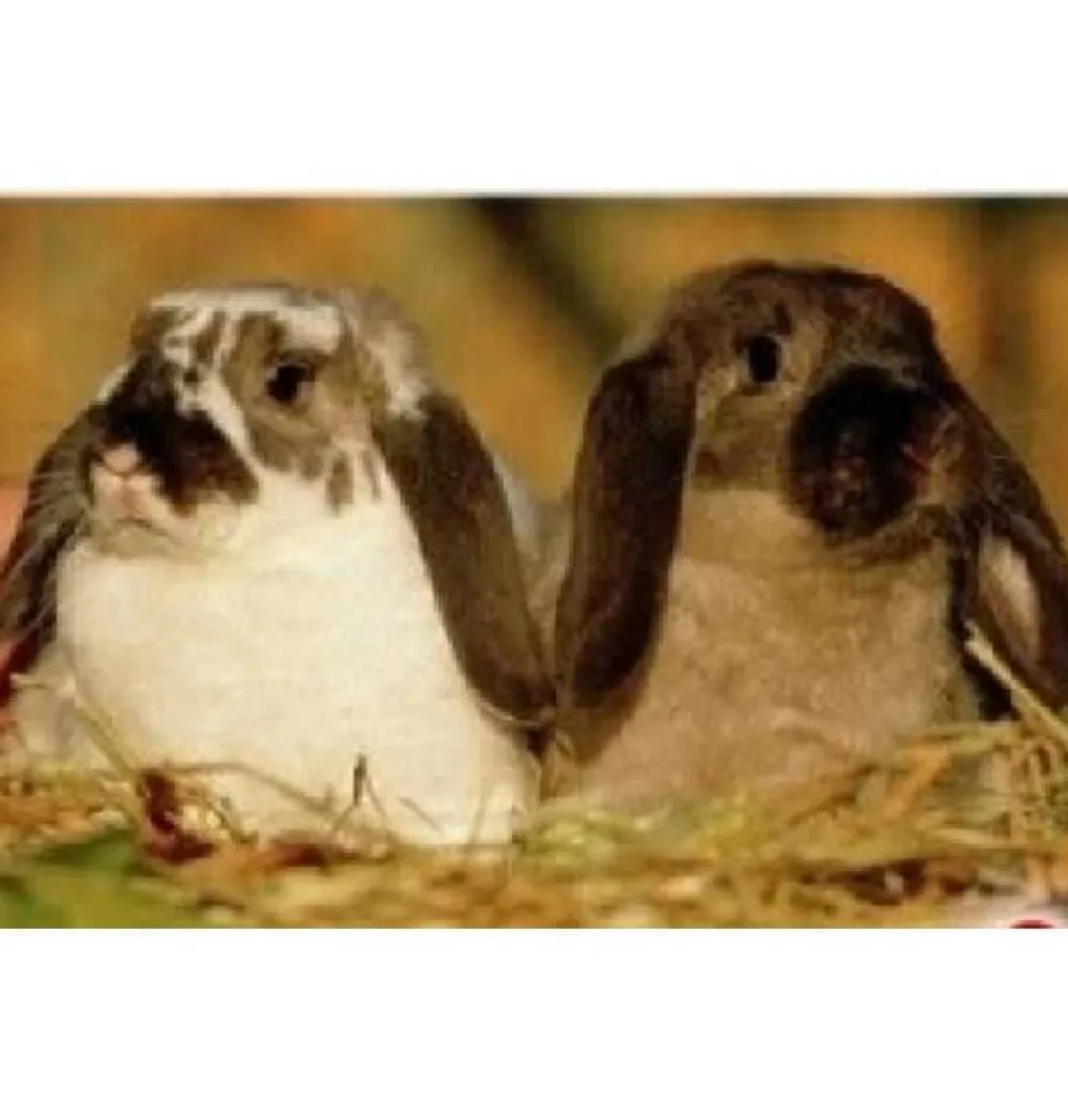 Online Diset Puzzle 150 piezas Photo animales Conejo