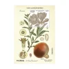 Sello Ilustración Botánica. Púnica Granatum L. (Hoja bloque)