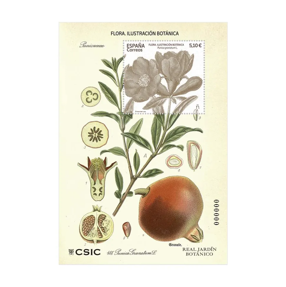 Sello Ilustración Botánica. Púnica Granatum L. (Hoja bloque)